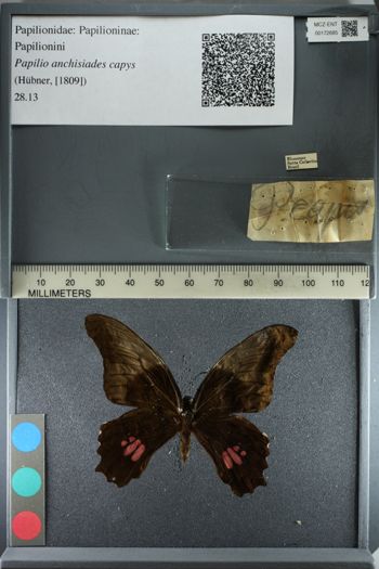 Media type: image;   Entomology 172685